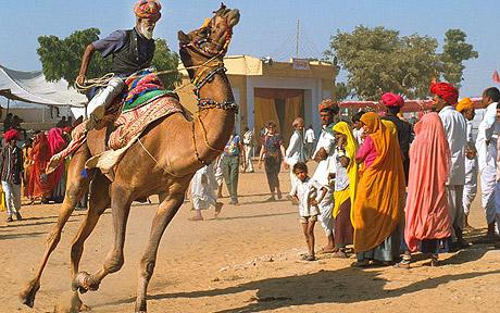 Camels India