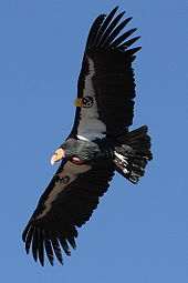 170px condor in flight UNO3h 32853