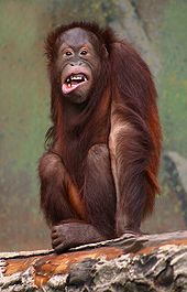170px pongo pygmaeus orangutang HZmdr 32853