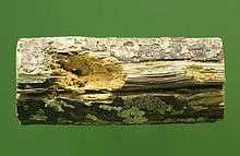 220px gnawed limb daubentonia madagascariensis DrI