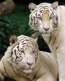 220px singapore zoo tigers cropped FRGTA 32853