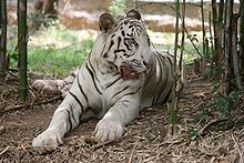 220px white tiger bangalore P6ukA 32853