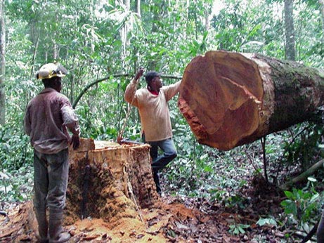 africa logging big t6sqx 4515