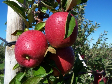 apple tree jrPXV 65