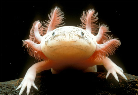 axolotl wZV2i 18311
