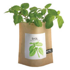 basil tulsi plant benefits JBPmM 19618