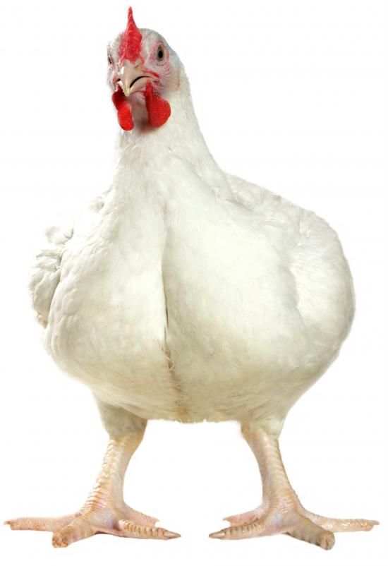 broiler chicken NsAz5 16270