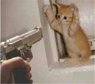 cat tax cat holding hands up gun pointing at him 7