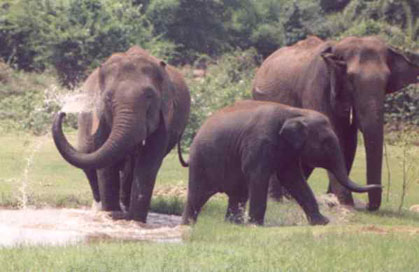elephants hyderabad zoo india photo vCy6F 35628