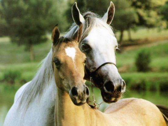 featured g969003 beloved horses pVeeG 18163