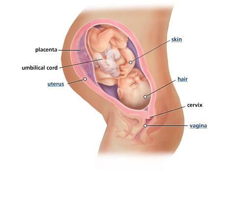 fetus2 Z7SQr 16105