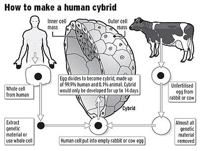 hybrid embryos 69