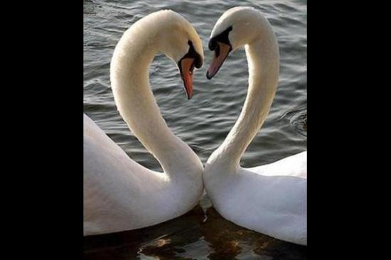 love symbol swans BLEIl 6943