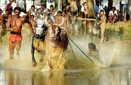Maramadi is the traditional bull racing event of Kerala