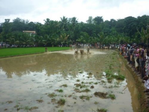Maramadi takes place in flooded paddy fields