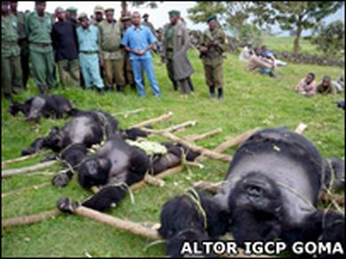 massacred gorillas in virunga national park 6439