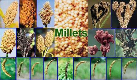 millets 7613