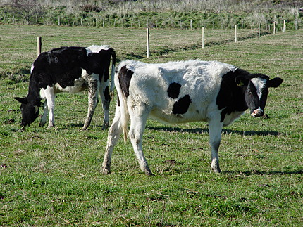 nz dairy cows rXQd2 3868