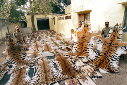 poaching on the rise in india 246