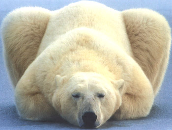 polar bear 5 54GJK 18