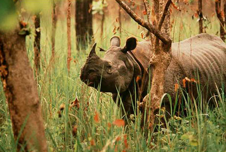 rare one horned rhino 5962