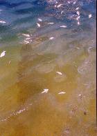 red tide 3 QmWA3 16638