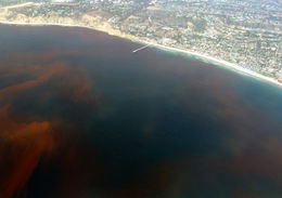 red tide jx872 16638