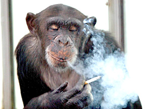 smoking chimp SydTb 19369