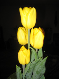 tulips 2282
