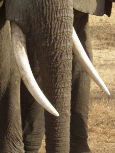 Elephant_in_Tanzania_3322_cropped_Nevit
