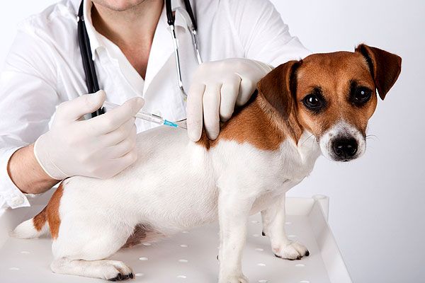 PET vaccinations