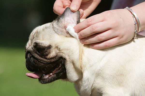 PUG CLEANING