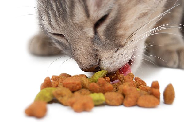 cat food