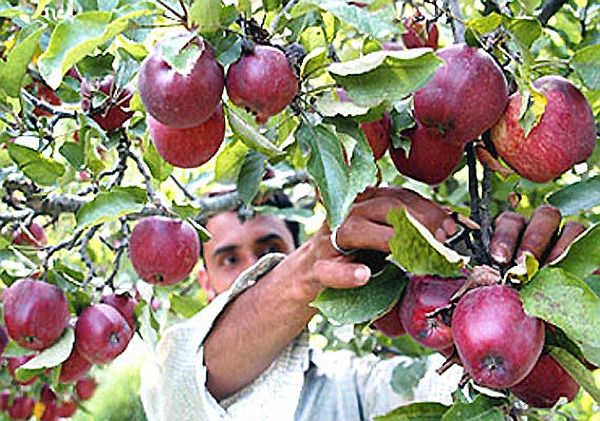 Apple production in Himachal