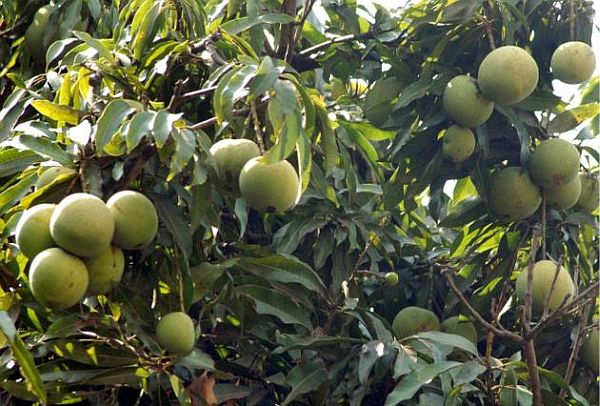 mango crop