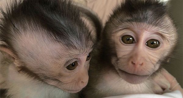 Monkeys with a human autism gene