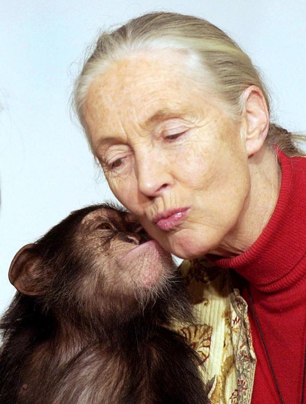 British wildlife biologist Jane Goodall gets a kiss from one-year old orphaned chimpanzee Pola,  during her visit to the Municipal Zoo in Budapest, Hungary, Monday, Dec. 20, 2004. Goodall came to Hungary to attend the board meeting of the Hungarian branch of the "Roots and Buds" network founded by herself in 1991. (AP Photo/MTI, Barnabas Honeczy)