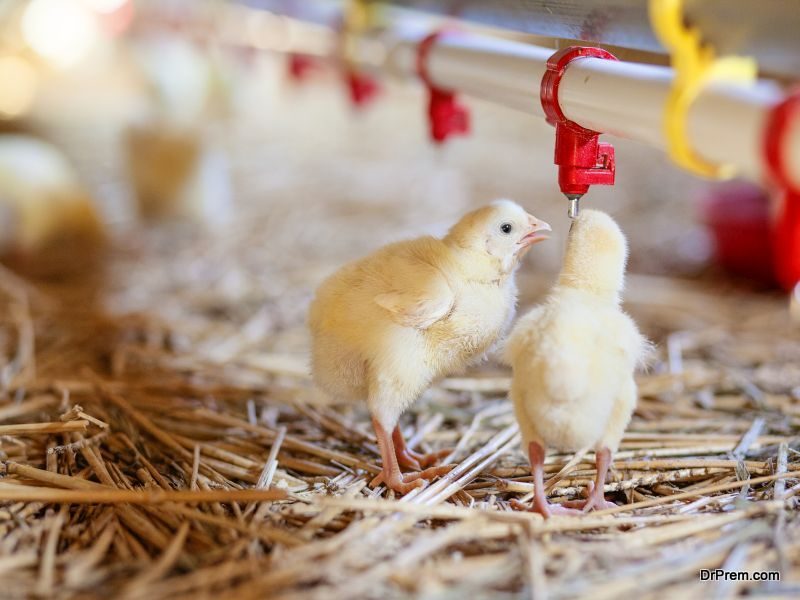 Poultry-farming-business-in-India