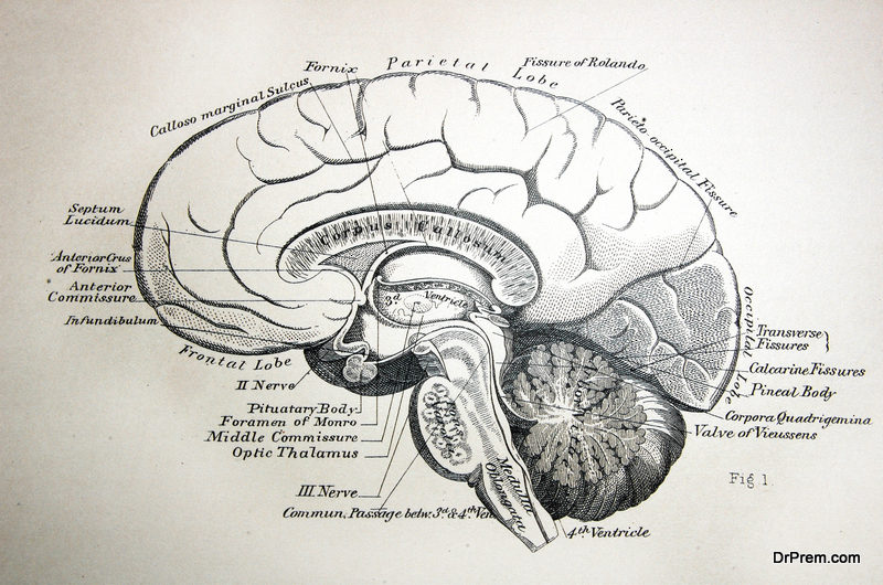 Biology of brain 