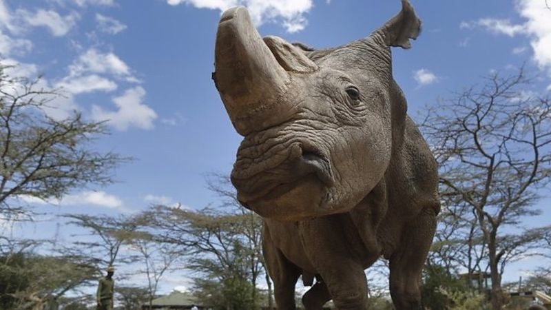 Sudan, the last male Northern White Rhino, dies at 45