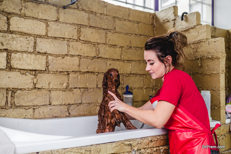Brush and Bathe Your Dog Regularly