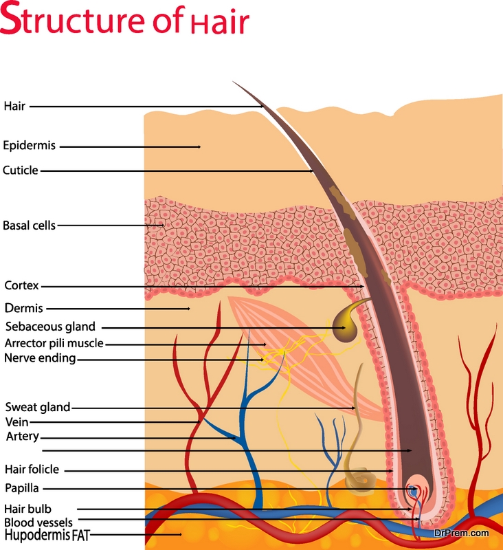 structure-of-hair