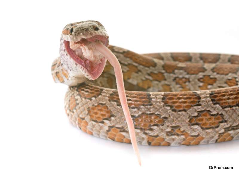 corn snake eating mouse